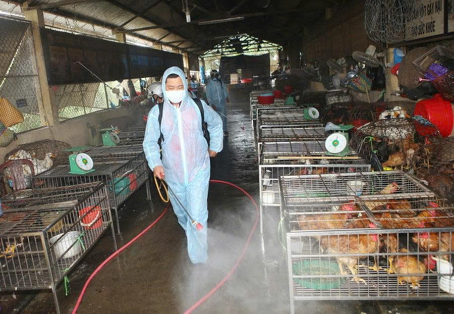 Khánh Hòa: Triển khai Tháng tổng vệ sinh, khử trùng, tiêu độc môi trường và tiêm phòng vắc xin cho đàn vật nuôi